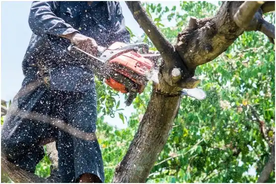 tree services Rowlesburg